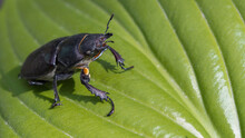 A Large Black Beetle, Bug Sits On A Green Leaf