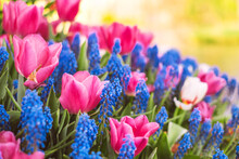 Beautiful Pink Tulip And Blue Grape Hyacinth Flowers