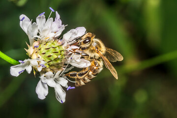 Wall Mural - Bee 150