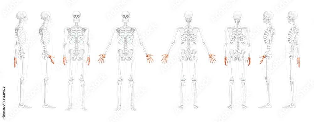 Set of Skeleton Hands Human front back side view with partly ...
