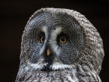 The Ural Owl (Strix Uralensis)