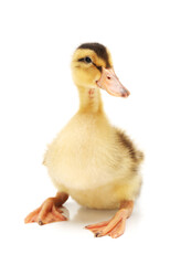 Wall Mural - Duckling on white background