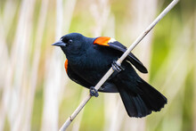 Beautify Red-winged Blackbird Portrait Close Up