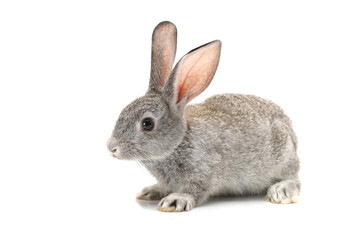 Wall Mural - rabbit isolated on white background