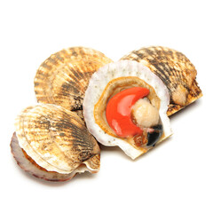 Poster - Raw scallop on white background 