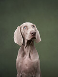 Fototapeta Kawa jest smaczna - weimaraner puppy on a green canvas background. Funny dog in the studio