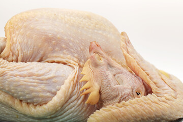 Canvas Print - raw hen on a white background