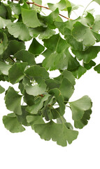 Wall Mural - Ginkgo biloba fresh leaves on white background