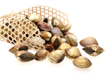 Wall Mural -  Stacked fresh raw clams on white background