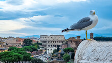 A Close Up Focus Of A Seagull Bird With Scenic View From Victor Emmanuel II Monument At Piazza Venezia On The City Rome, Lazio, Italy, Europe. Cityscape Looking At Santa Maria Di Loreto Church
