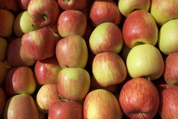 Wall Mural - Red apples in large quantities. Fresh ripe fruits as a background.