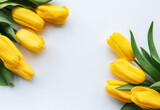 Fototapeta Tulipany - Delicate yellow tulips on white background