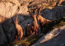 Alpine Ibex In The Mountains In The Morning