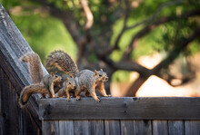 Mother Eastern Fox Squirrel (Sciurus Niger) And Her Two Little Youngsters Over The Top Of A Wooden Fence In The Backyard. Copy Space.
