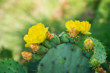 Beautiful Yellow Blossoms Of Prickly Pear Cactus Flower (Opuntia Humifusa) In Texas Spring. Cactus Fruits And Pad With Spines.