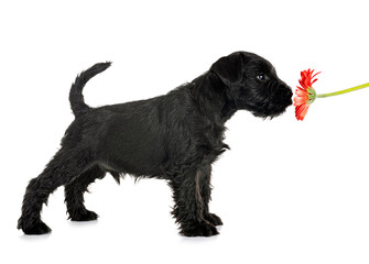 black miniature schnauzer in studio