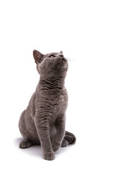 Poster - gray cat isolated