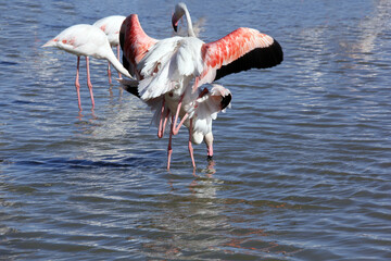 Canvas Print - accouplement de flamants