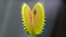 Flies That Have Been Eaten By The Venus Flytrap. Selective Focus The Trap Venus Flytrap. Dionaea Muscipula With Trapped Fly