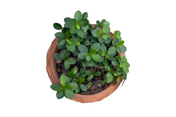 Wall Mural - Top view of Ficus microcarpa in pot isolated on white background included clipping path.