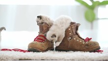 Ragdoll Kittens Playing With Boots With Red Laces At Home. Cute Small Kitty Cats And Brown Shoes