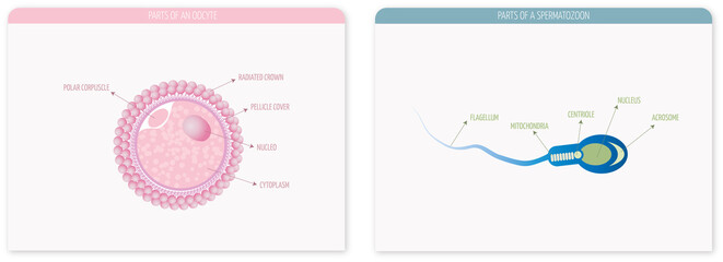 Parts of an ovum and a spermatozoon on a light background in pink and blue tones.