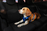Fototapeta Kawa jest smaczna - Cute Beagle dog in car. Adorable pet