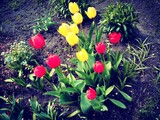 Fototapeta Tulipany - kolorowe kwitnące tulipany