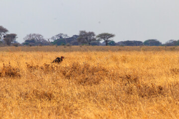 Poster - Southern Ground hornbill (Bucorvus leadbeateri) in dry grass in Tarangire national park, Tanzania