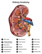 Human kidney anatomy infographic diagram parts structure urinary system renal pelvis for biology physiology medical science education cartoon vector drawing illustration bean shape organ