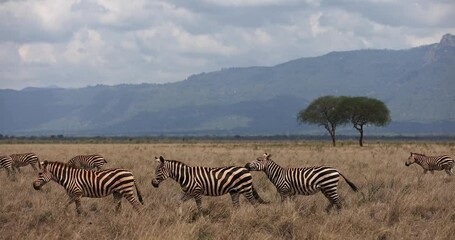 Wall Mural - a zebra family walks in the savannah of tsavo east