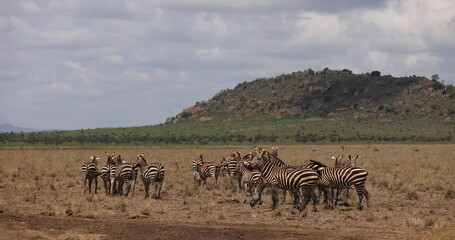 Wall Mural - a zebra family walks in the savannah of tsavo east