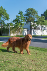 Wall Mural - golden retriever standing on grass