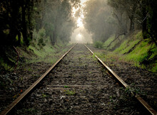 Railway In The Woods