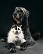 Portrait cat and dog