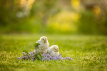 Little Newborn Chicks In A Nest, Cute Newborn Birds Sleeping, Springtime