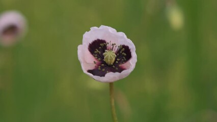 Wall Mural - White poppy flowers in the field at spring time