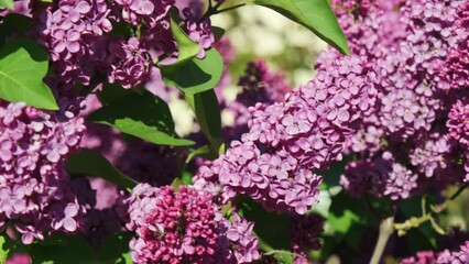 Wall Mural - Blooming lilac bush. Spring. Beautiful nature. Blooming garden. Beauty of nature. Lilac close-up