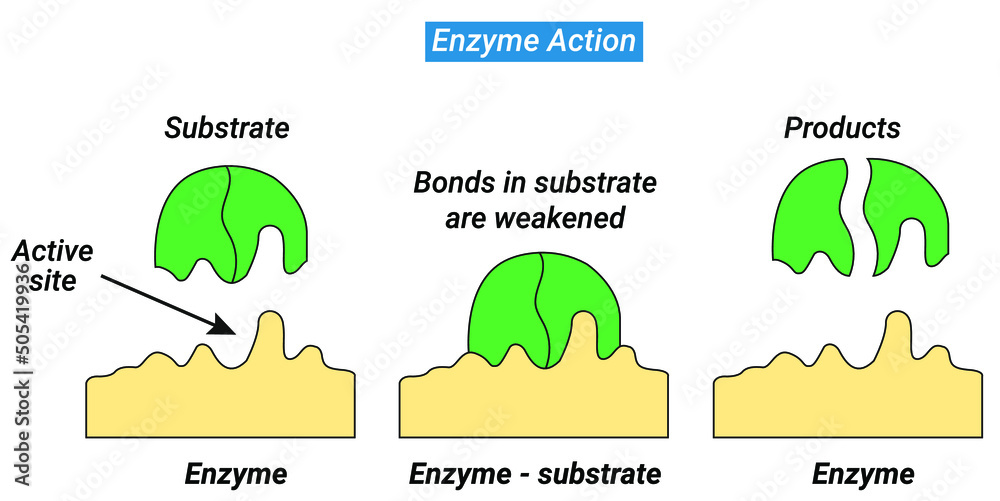 An enzyme attracts substrates to its active site, catalyzes the ...