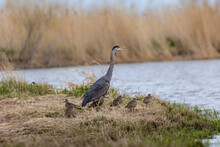 Young Great Blue Heron With Small Flock Of Whimbrel
(Numenius Phaeopus)