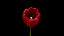 Timelapse Of Red Tulip Flower Blooming On Black Background, Holidays Concept
