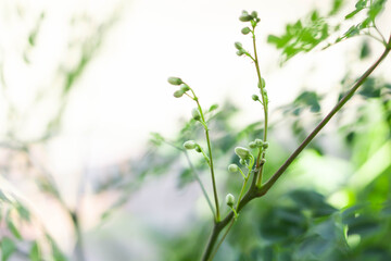 Closeup moringa flower, herb and medical concept, selective focus