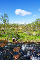 Wall Mural - River with running water in a forest landscape