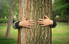 Hands Of Woman Hugging Tree Trunk In Forest. Protecting Tree For Environmental Conservation