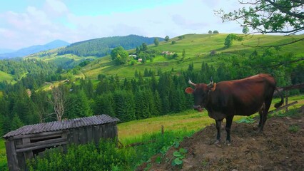 Sticker - Cow on the mountain meadow, Carpathians, Verkhovyna, Ukraine