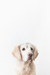 © finix_observer - Naughty white dog with a plaintive face on a white background close-up