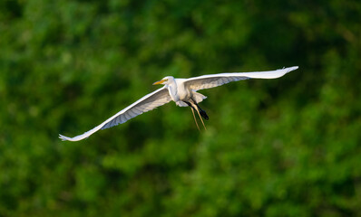 Wall Mural - Beautiful shot of a great egret flying