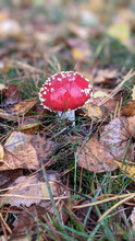 Vertical Closeup Shot Of Amanita Muscaria Mushroom Surrounded By Wet Fallen Leaves