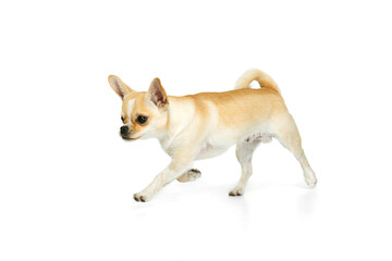 Wall Mural - Studio shot of cute small chihuhua dog walking around, posing in motion isolated over white background