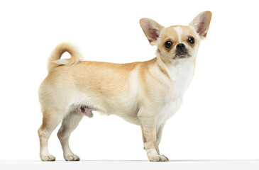 Wall Mural - Portrait of cute chihuahua dog standing, attentively looking, posing isolated over white studio background. Pet friend